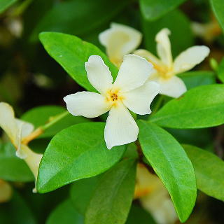 eCJJỶ