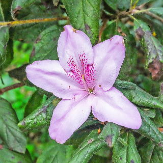 ���`�c�c�W