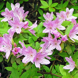 ���`�c�c�W