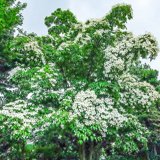 ホンコンエンシス