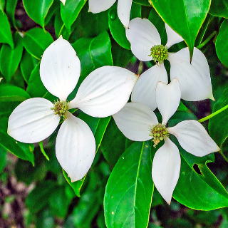 ホンコンエンシスの花
