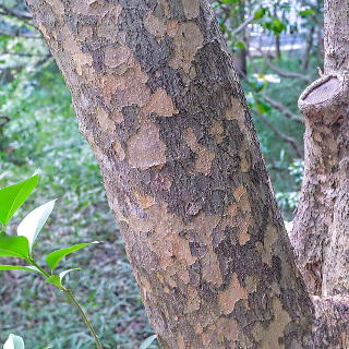 ヤマボウシの樹皮