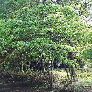 ヤマボウシの自然樹形