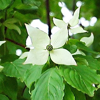 ヤマボウシの花