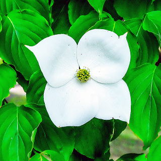 ヤマボウシの花